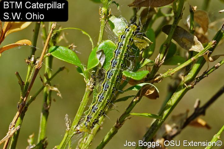 BTM Caterpillar